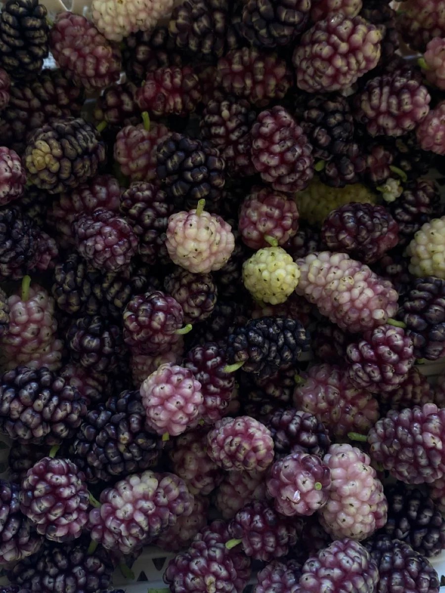 Чокер ЕЖЕВИЧНОЕ НАСТРОЕНИЕ